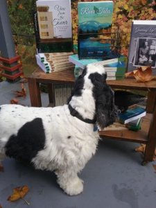 Tri-colour American Cocker Spaniel, Blaze