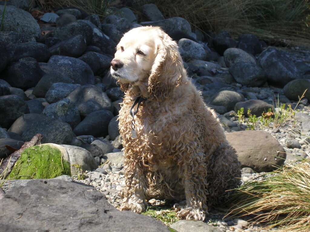 Ocean dog